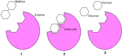cell-enzyme