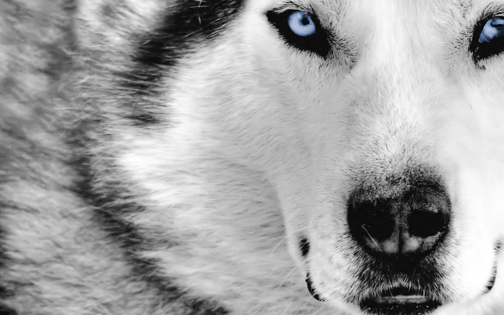 Wolf animal wallpaper