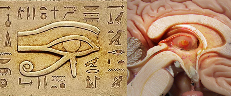 human-brain-pineal-gland-eye-of-horus