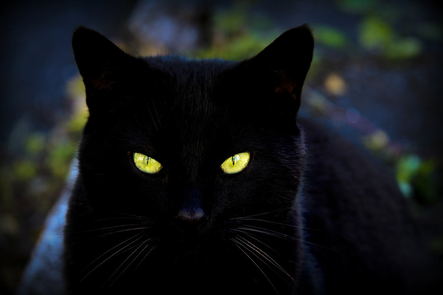 wpid-black_cat_by_blackkittyshelby-d54biw0