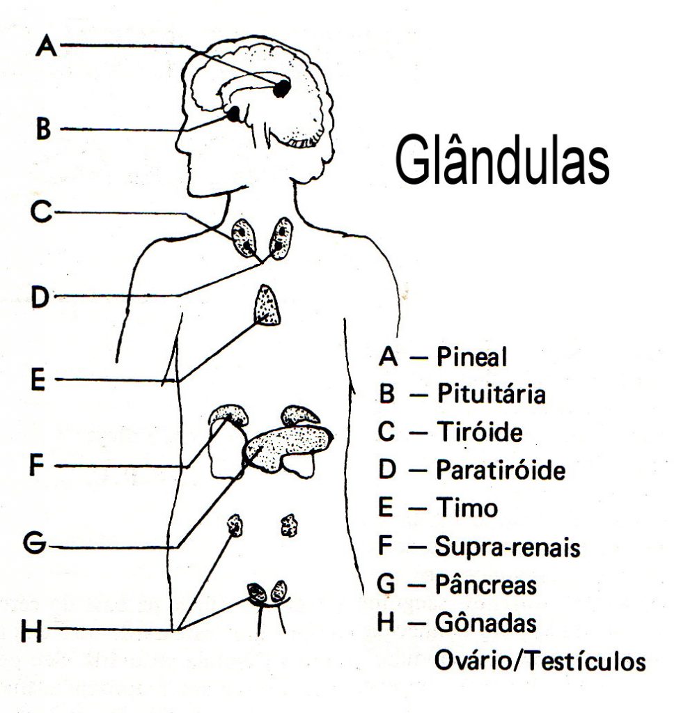 glandulas