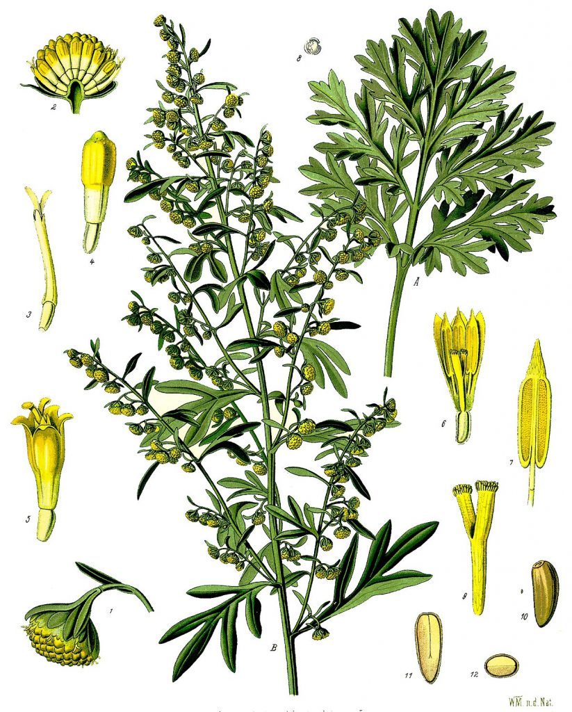 1200px-Artemisia_absinthium_-_Köhler–s_Medizinal-Pflanzen-164